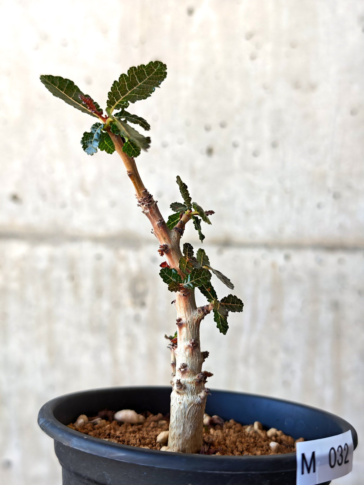 【現品限り】ボスウェリア・ナナ 実生【M32】 Boswellia nana