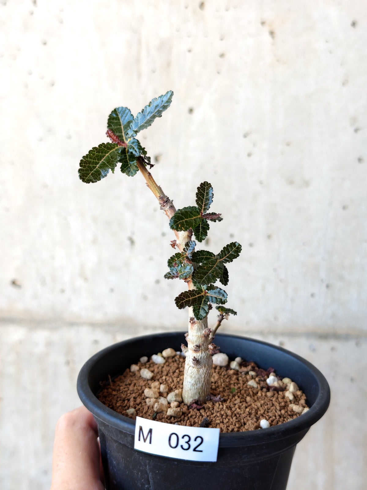 【現品限り】ボスウェリア・ナナ 実生【M32】 Boswellia nana