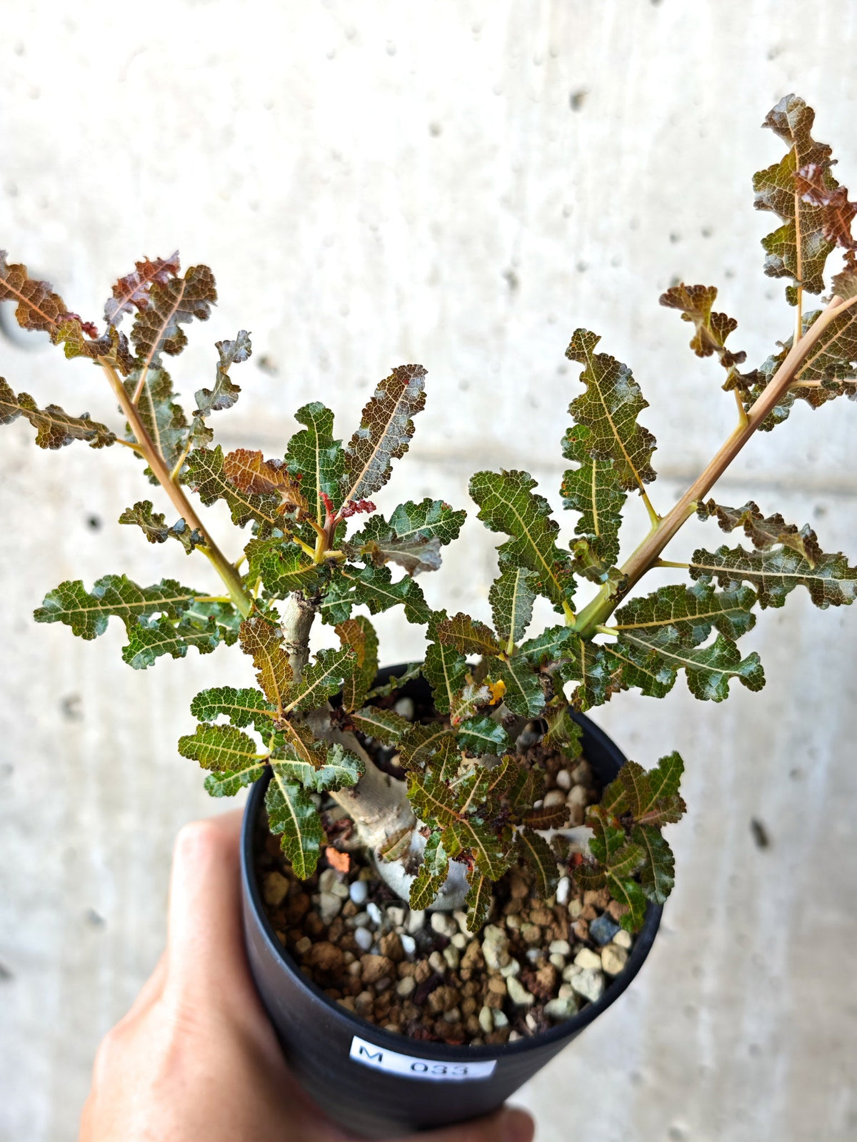 【現品限り】ボスウェリア・ナナ 実生【M33】 Boswellia nana