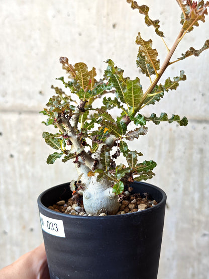【現品限り】ボスウェリア・ナナ 実生【M33】 Boswellia nana