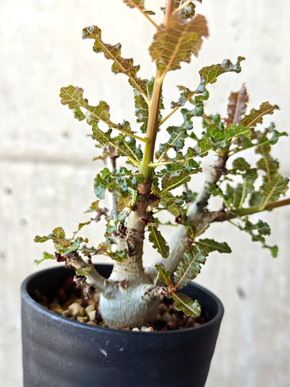 【現品限り】ボスウェリア・ナナ 実生【M33】 Boswellia nana
