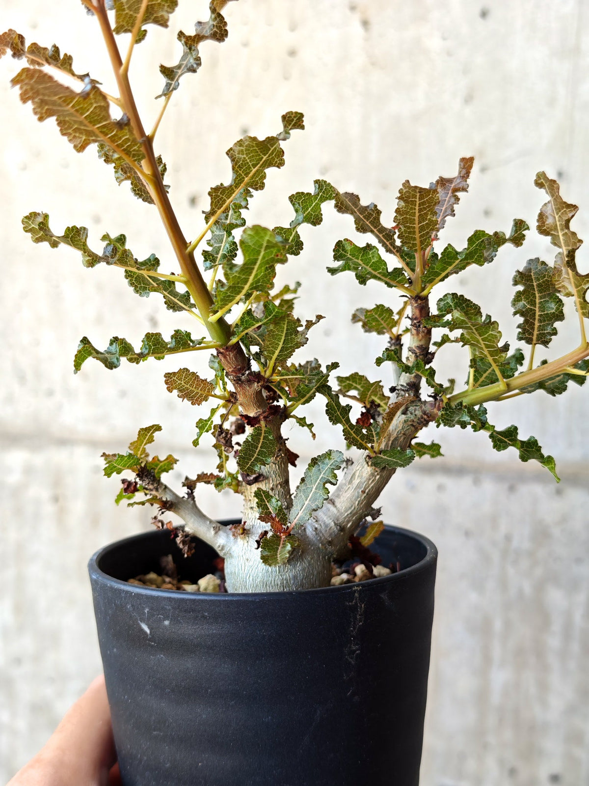【現品限り】ボスウェリア・ナナ 実生【M33】 Boswellia nana