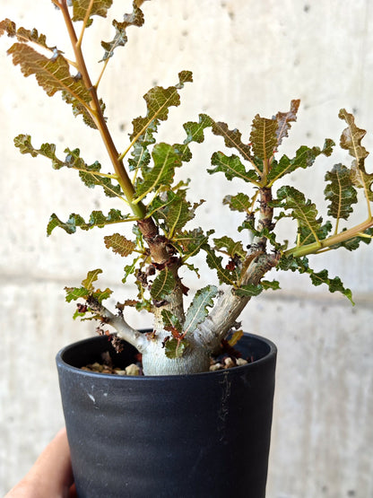 【現品限り】ボスウェリア・ナナ 実生【M33】 Boswellia nana