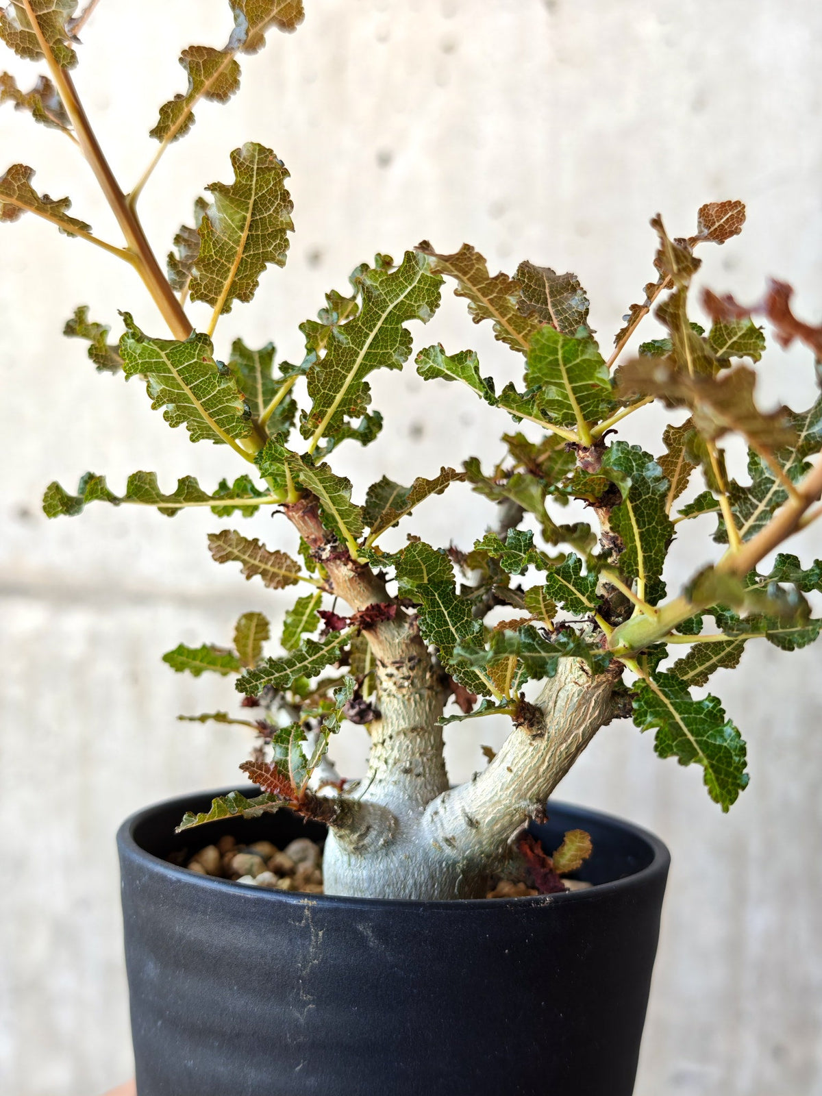 【現品限り】ボスウェリア・ナナ 実生【M33】 Boswellia nana