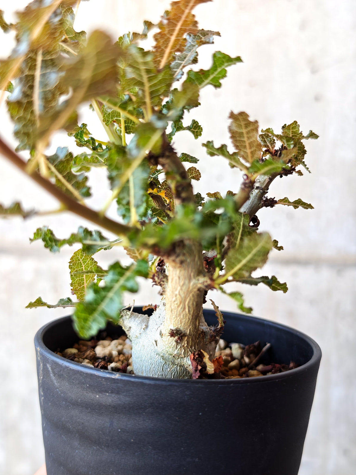 【現品限り】ボスウェリア・ナナ 実生【M33】 Boswellia nana
