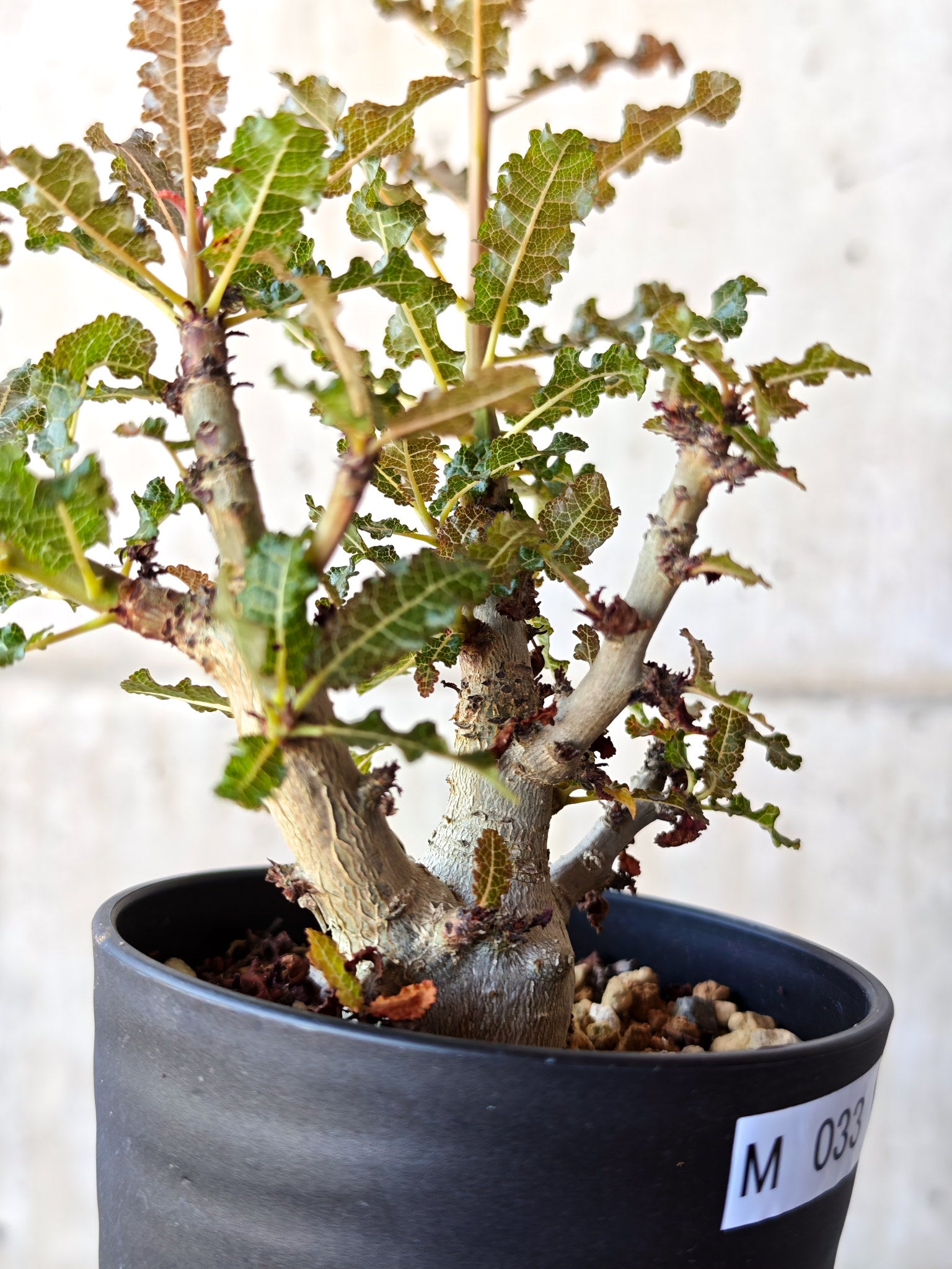 ボスウェリア・ナナ 実生【M33】 Boswellia nana 塊根植物 コーデック
