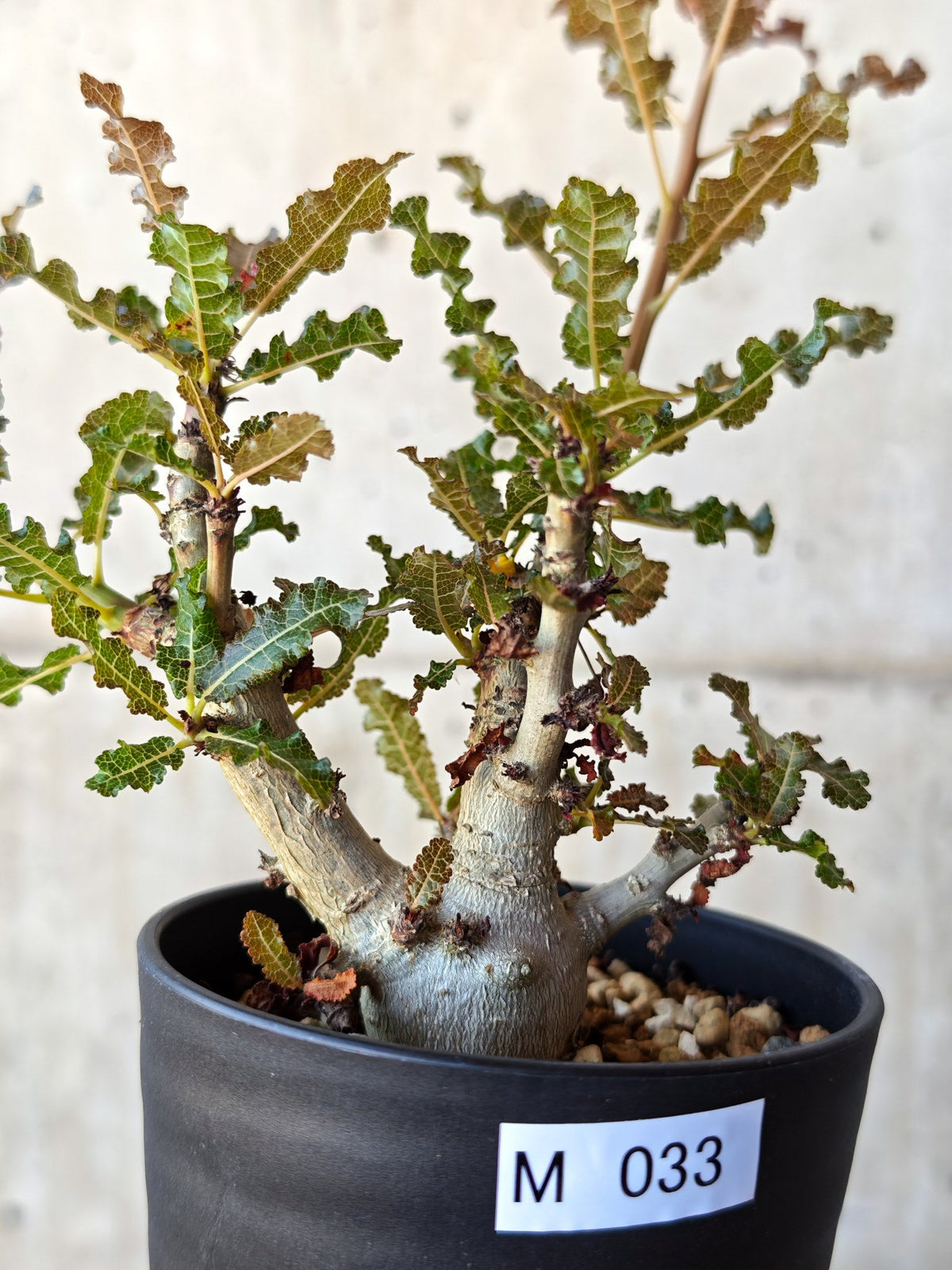 【現品限り】ボスウェリア・ナナ 実生【M33】 Boswellia nana