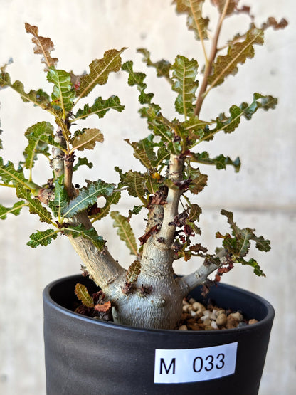 【現品限り】ボスウェリア・ナナ 実生【M33】 Boswellia nana