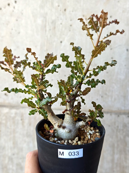 【現品限り】ボスウェリア・ナナ 実生【M33】 Boswellia nana