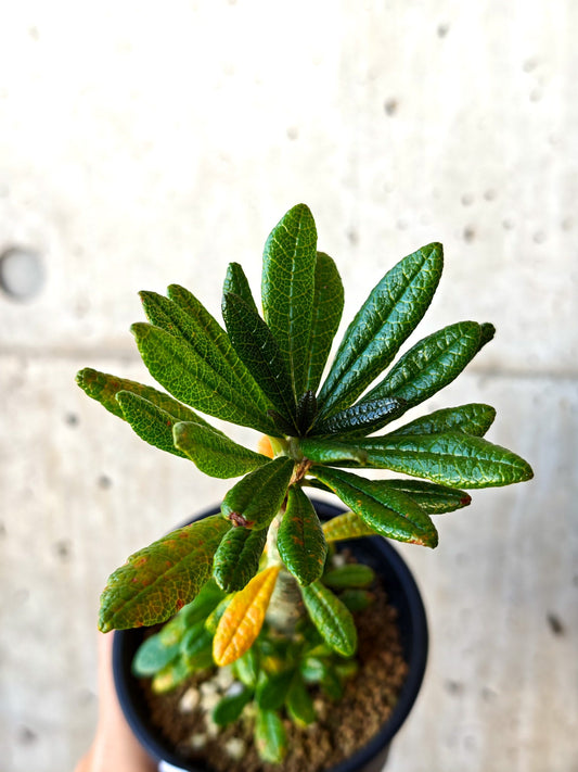 【現品限り】ドルステニア・ギガス 実生【M34】 Dorstenia gigas