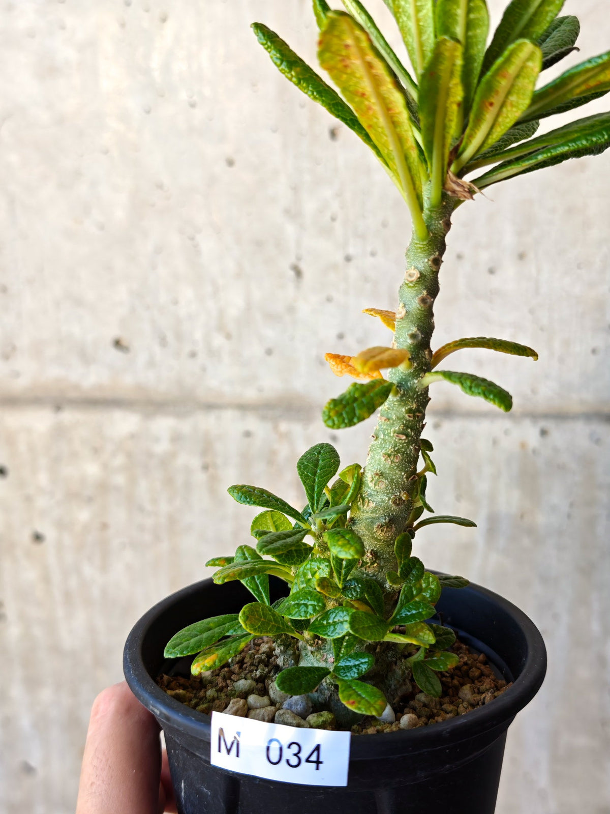 【現品限り】ドルステニア・ギガス 実生【M34】 Dorstenia gigas