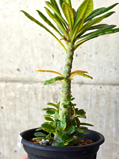 【現品限り】ドルステニア・ギガス 実生【M34】 Dorstenia gigas