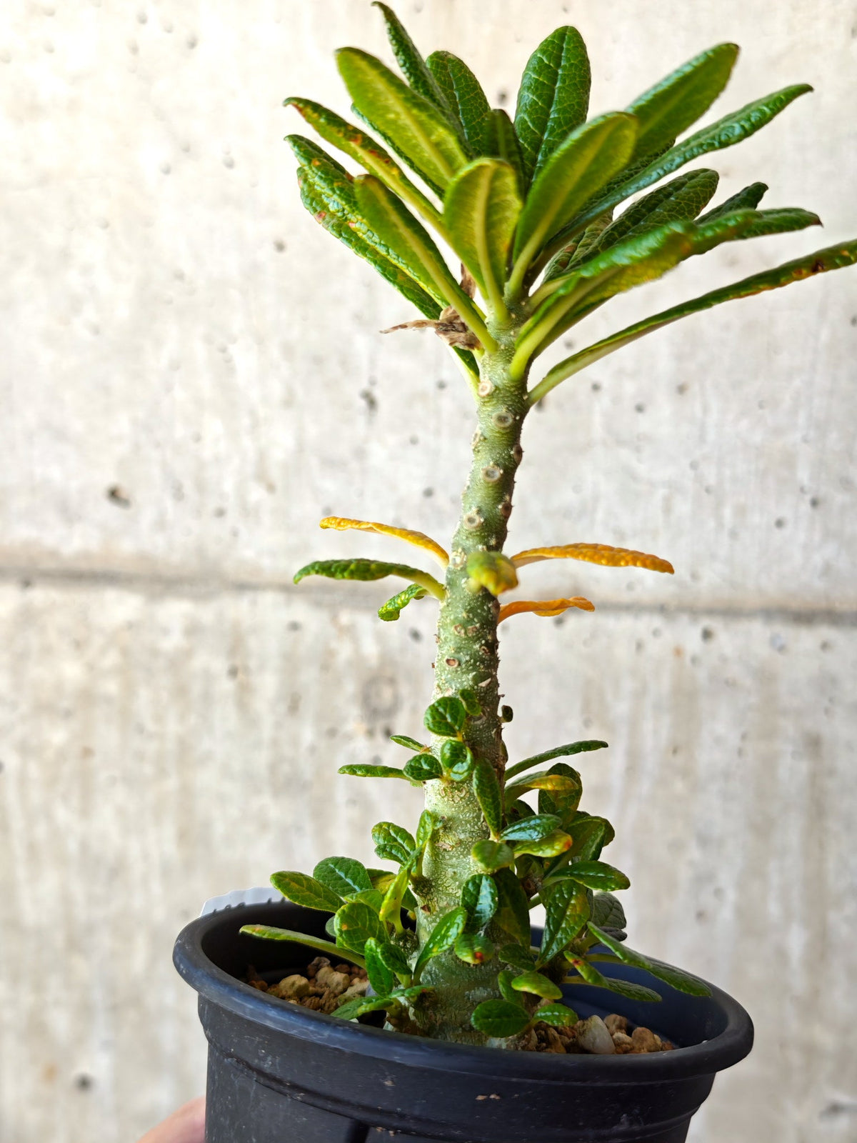 【現品限り】ドルステニア・ギガス 実生【M34】 Dorstenia gigas
