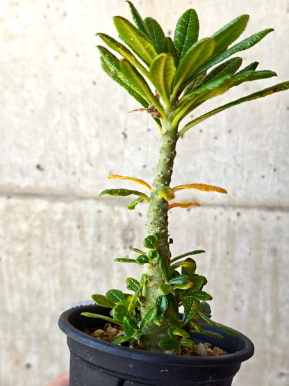 【現品限り】ドルステニア・ギガス 実生【M34】 Dorstenia gigas