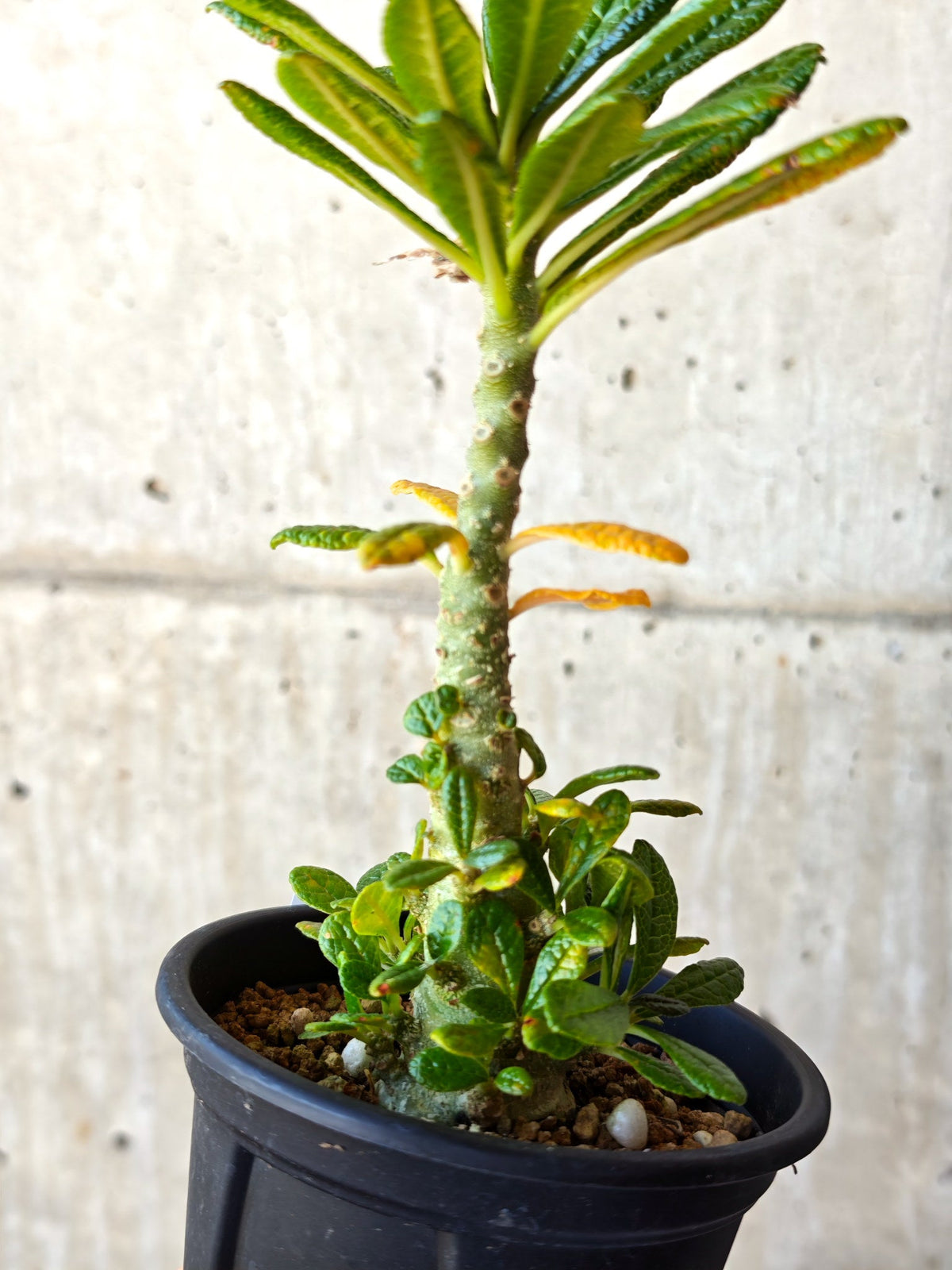 【現品限り】ドルステニア・ギガス 実生【M34】 Dorstenia gigas