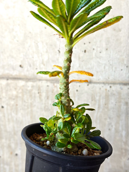 【現品限り】ドルステニア・ギガス 実生【M34】 Dorstenia gigas