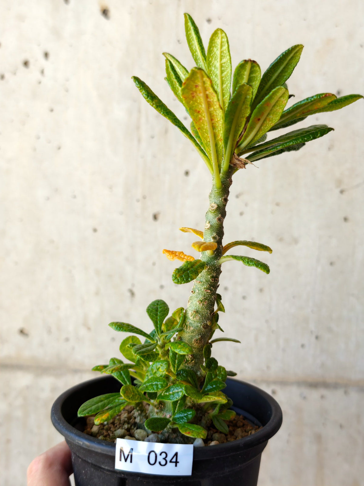 【現品限り】ドルステニア・ギガス 実生【M34】 Dorstenia gigas