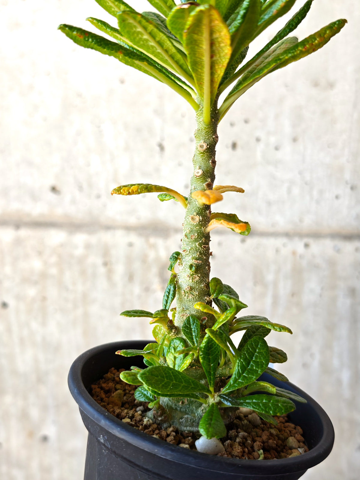 【現品限り】ドルステニア・ギガス 実生【M34】 Dorstenia gigas