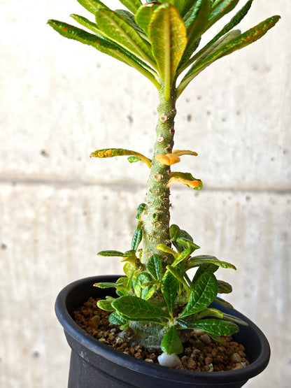 【現品限り】ドルステニア・ギガス 実生【M34】 Dorstenia gigas