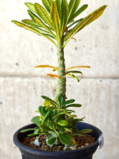 【現品限り】ドルステニア・ギガス 実生【M34】 Dorstenia gigas