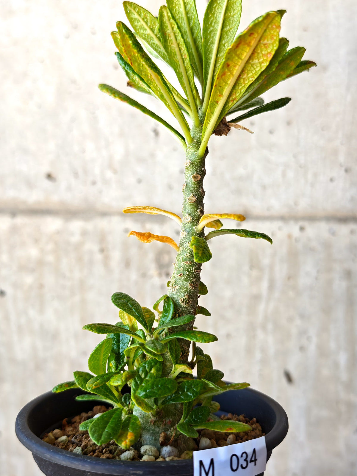 【現品限り】ドルステニア・ギガス 実生【M34】 Dorstenia gigas