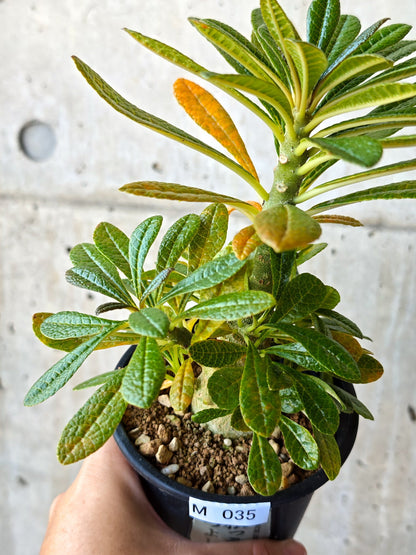 【現品限り】ドルステニア・ギガス 実生【M35】 Dorstenia gigas