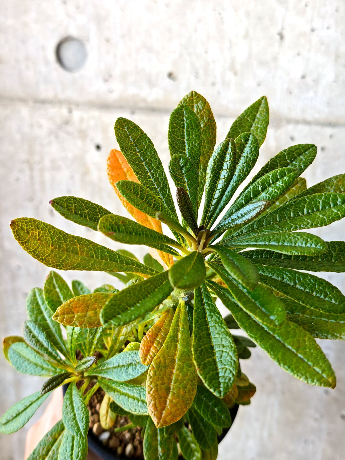 【現品限り】ドルステニア・ギガス 実生【M35】 Dorstenia gigas