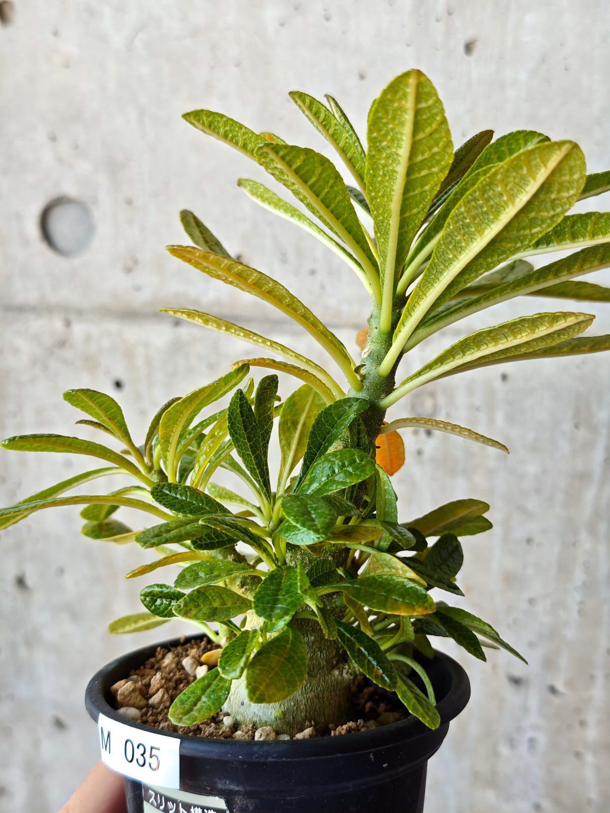 【現品限り】ドルステニア・ギガス 実生【M35】 Dorstenia gigas