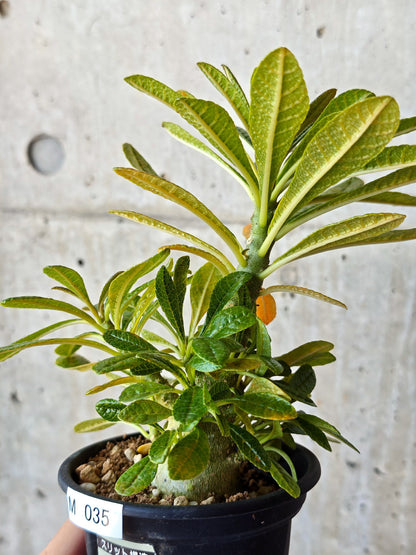 【現品限り】ドルステニア・ギガス 実生【M35】 Dorstenia gigas