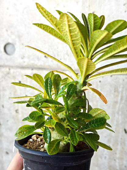【現品限り】ドルステニア・ギガス 実生【M35】 Dorstenia gigas