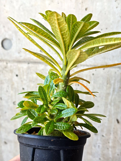 【現品限り】ドルステニア・ギガス 実生【M35】 Dorstenia gigas