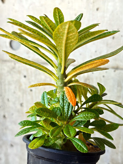 【現品限り】ドルステニア・ギガス 実生【M35】 Dorstenia gigas