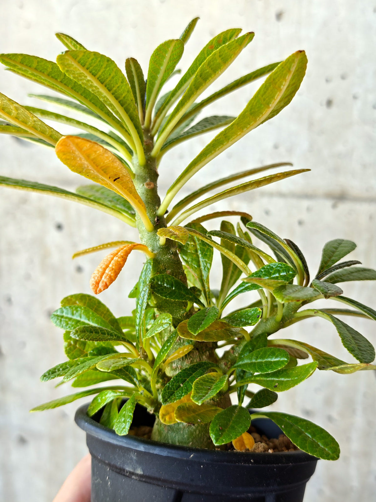 【現品限り】ドルステニア・ギガス 実生【M35】 Dorstenia gigas