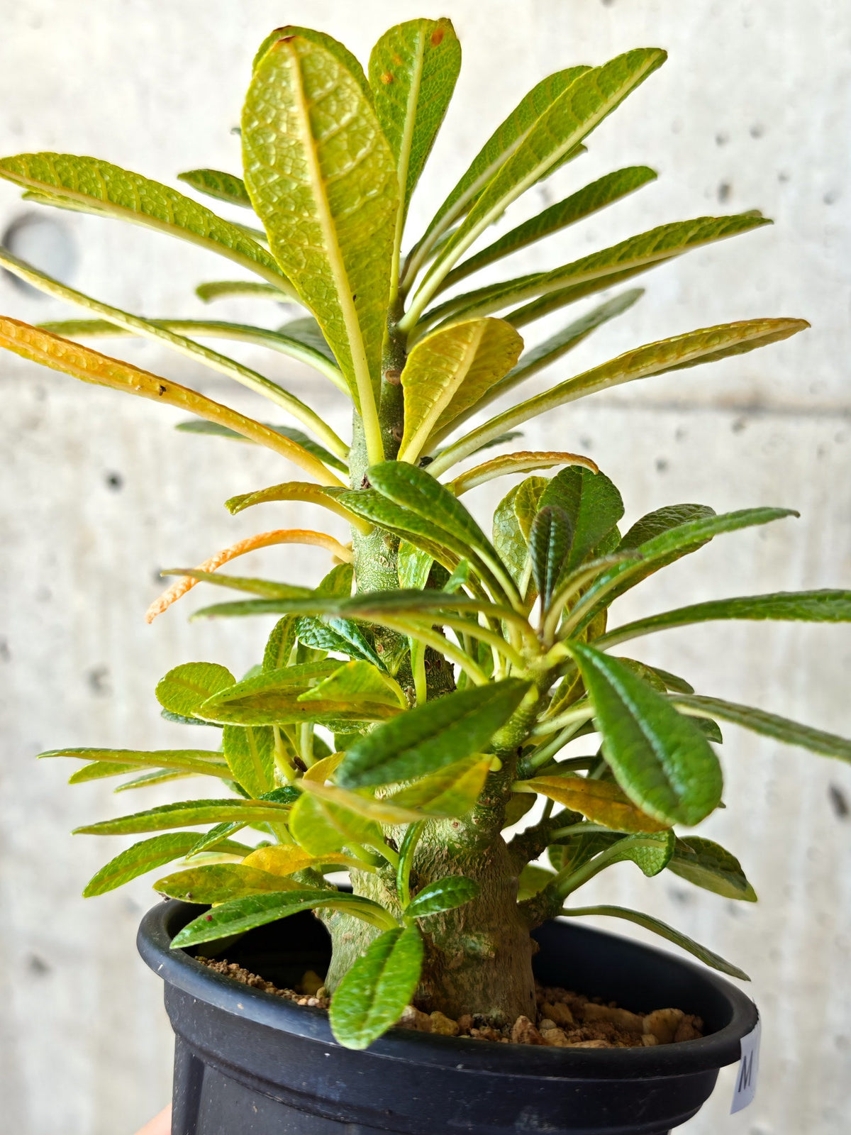 【現品限り】ドルステニア・ギガス 実生【M35】 Dorstenia gigas