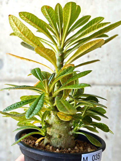 【現品限り】ドルステニア・ギガス 実生【M35】 Dorstenia gigas