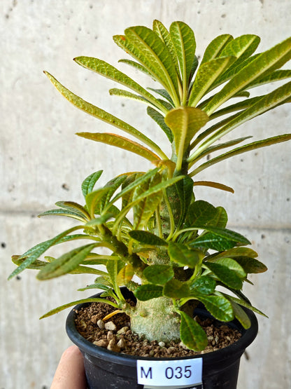 【現品限り】ドルステニア・ギガス 実生【M35】 Dorstenia gigas