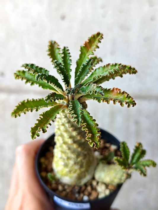 【現品限り】ドルステニア・ラブラニー 実生【M36】 Dorstenia lavrani