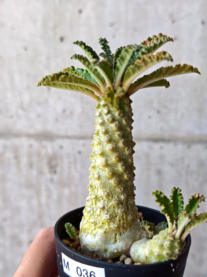 【現品限り】ドルステニア・ラブラニー 実生【M36】 Dorstenia lavrani