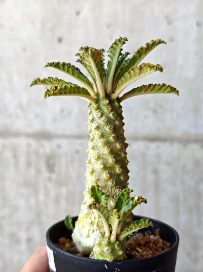【現品限り】ドルステニア・ラブラニー 実生【M36】 Dorstenia lavrani