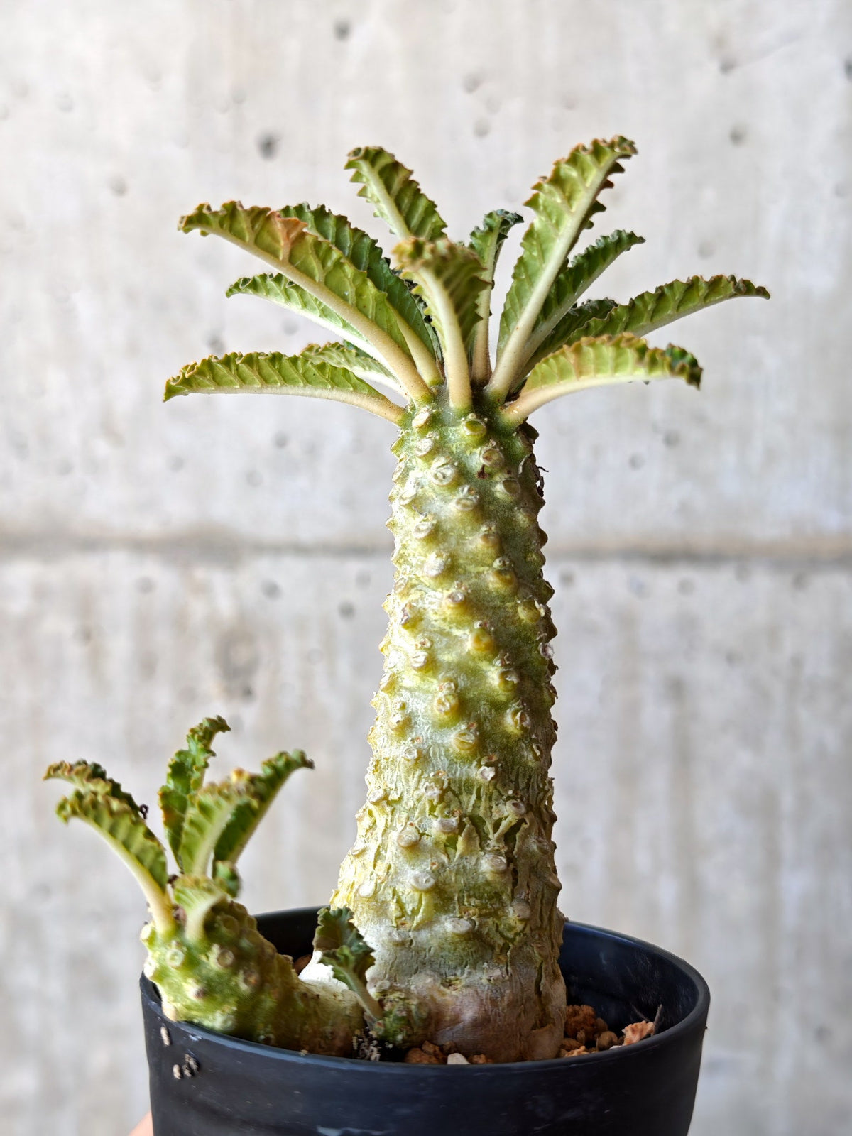 【現品限り】ドルステニア・ラブラニー 実生【M36】 Dorstenia lavrani