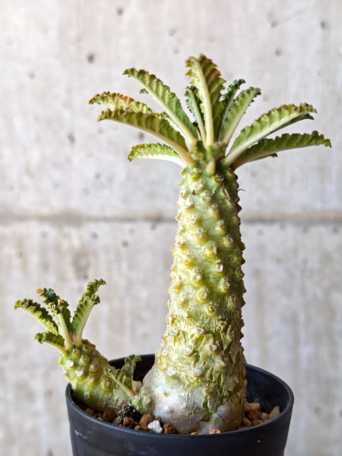 【現品限り】ドルステニア・ラブラニー 実生【M36】 Dorstenia lavrani
