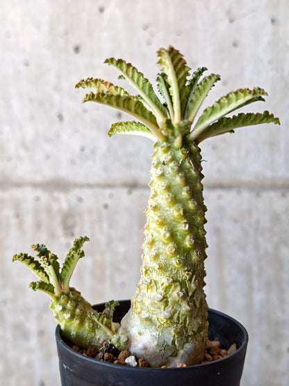 【現品限り】ドルステニア・ラブラニー 実生【M36】 Dorstenia lavrani