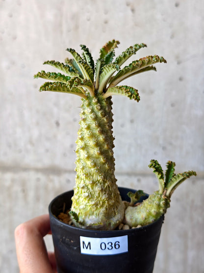 【現品限り】ドルステニア・ラブラニー 実生【M36】 Dorstenia lavrani