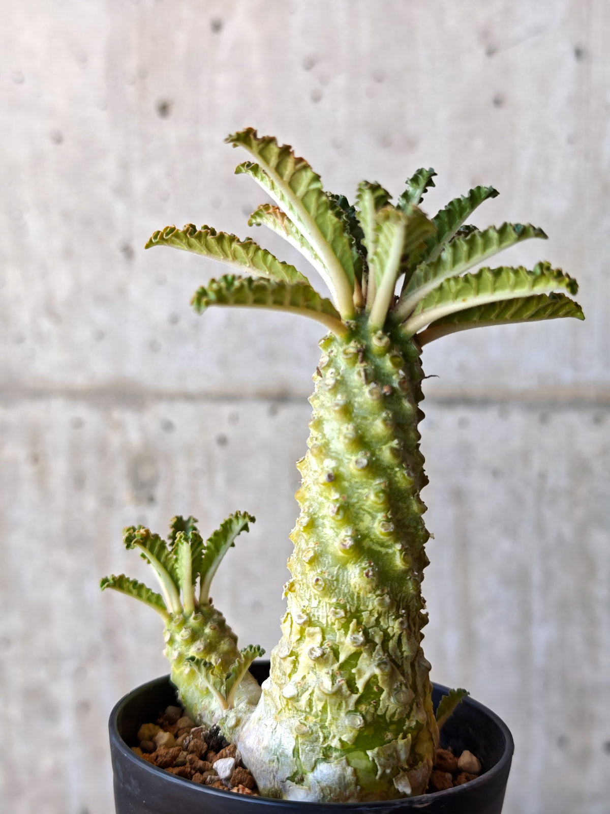 【現品限り】ドルステニア・ラブラニー 実生【M36】 Dorstenia lavrani