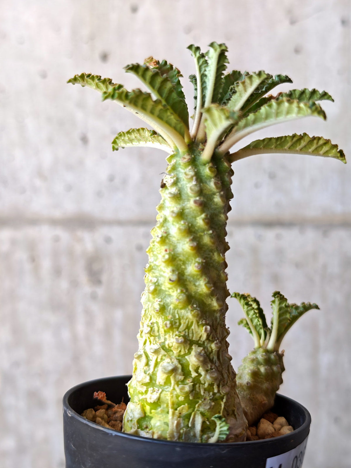 【現品限り】ドルステニア・ラブラニー 実生【M36】 Dorstenia lavrani
