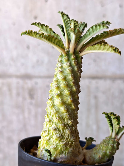【現品限り】ドルステニア・ラブラニー 実生【M36】 Dorstenia lavrani