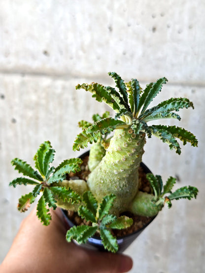 【現品限り】ドルステニア・ラブラニー 実生【M37】 Dorstenia lavrani
