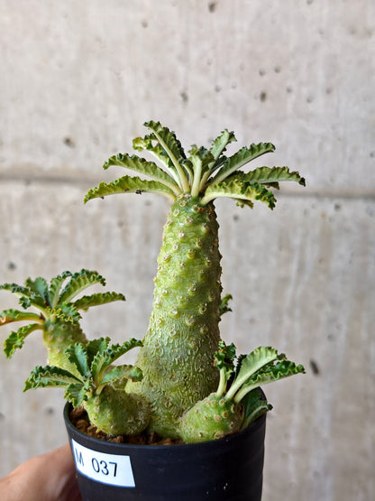 【現品限り】ドルステニア・ラブラニー 実生【M37】 Dorstenia lavrani