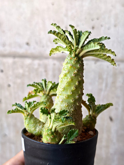 【現品限り】ドルステニア・ラブラニー 実生【M37】 Dorstenia lavrani