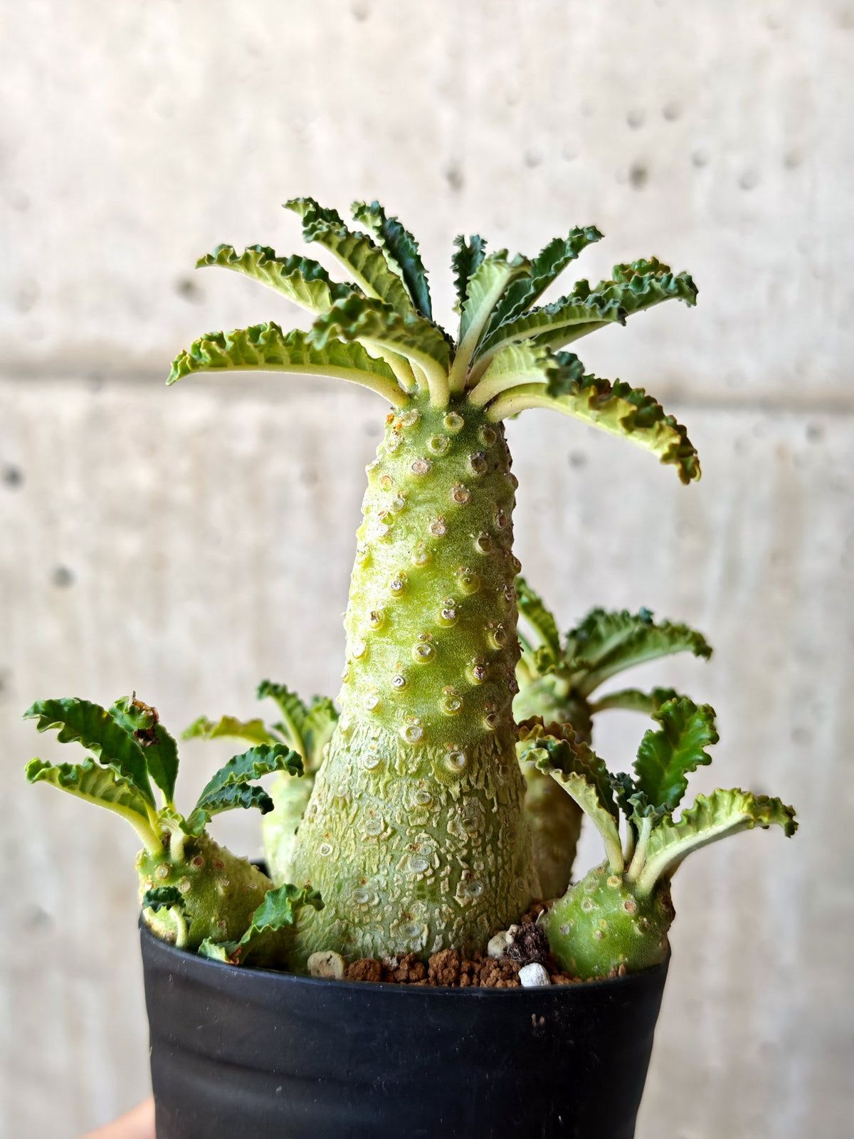 【現品限り】ドルステニア・ラブラニー 実生【M37】 Dorstenia lavrani